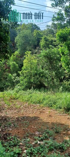 NGỘP NGỘP BÁN 15.000 m2 GIÁ: 850TR <=> 57K/M2 ( BẰNG BÁT PHỞ )