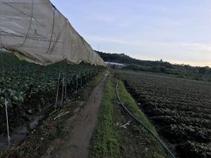Cần Bán Lô Đất Vị Trí Đẹp Tại Tỉnh Lâm Đồng ( Gần Cầu Ông Thiều 500m2)
