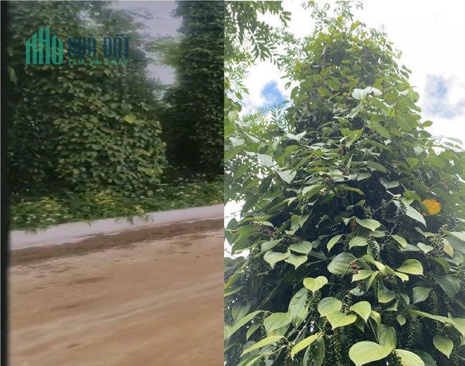 Sở Hữu Ngay Lô Đất Đẹp Vị Trí Đắc Địa Tại Xã Hoà Ninh, Di Linh, Lâm Đồng