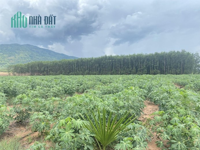 BÀ CHỊ NHỜ BÁN GÂP LÔ ĐẤT 3.5 SÀO ĐỂ TRẢ NỢ NGÂN HÀNG VỚI GIÁ 400 TRIÊU/SÀO
