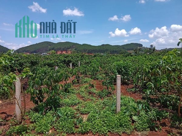 ĐẤT 1363M2 % XÂY DỰNG GIÁ 4 TỶ