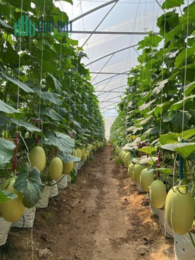 NHANH TAY Sở Hữu Ngay Đất Bảo Lộc Chưa Đến 450 triệu