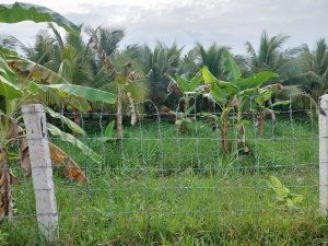 Chính Chủ Cần Bán Lô Đất Nền Vị Trí Đẹp Tại Sóc Trăng