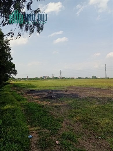 Bán 4ha đất kho nhà xưởng 50 năm tại Huyện Ninh Giang, Tỉnh Hải Dương