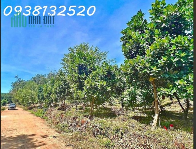 Bán lỗ lô đất ở thị xã (85x40=3440m2) có thổ cư. Giá 290triệu/nền ngay Quốc Lộ 13