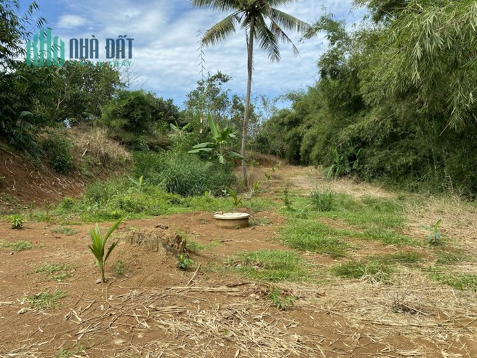 Cần bán Đất Rẫy điều đất đỏ 1.5ha điện nước, sổ hồng đầy đủ. Chính chủ đứng bán