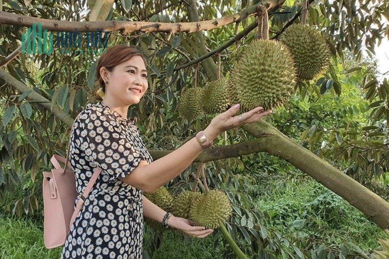 Gia đình kẹt tiền nền cần bán gấp 3000m2 đất vườn sầu riêng 4 năm tuổi chuẩn bị thu hoạch, nhiều