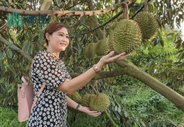 Gia đình kẹt tiền nền cần bán gấp 3000m2 đất vườn sầu riêng 4 năm tuổi chuẩn bị thu hoạch, nhiều
