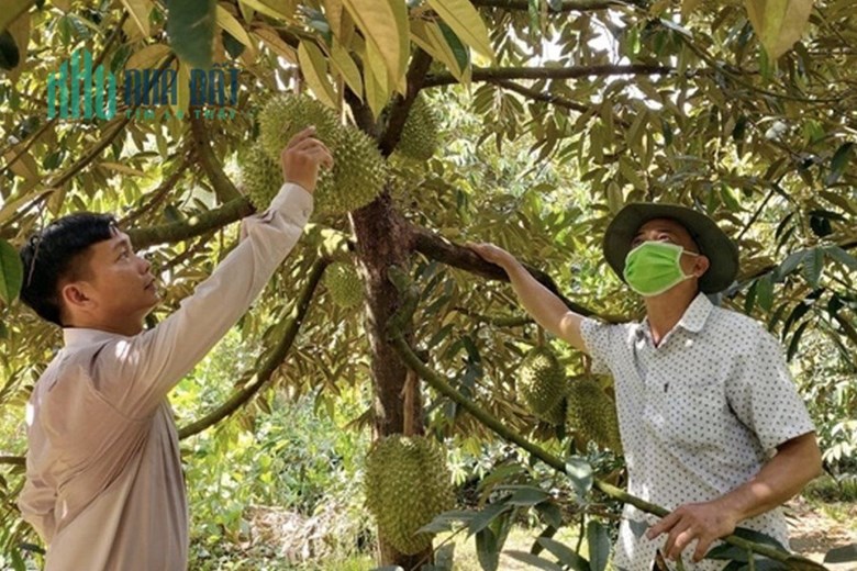 Gia đình kẹt tiền nền cần bán gấp 3000m2 đất vườn sầu riêng 4 năm tuổi chuẩn bị thu hoạch, nhiều