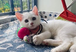 Cần bán 3 chú mèo xinh xắn tại TPHCM