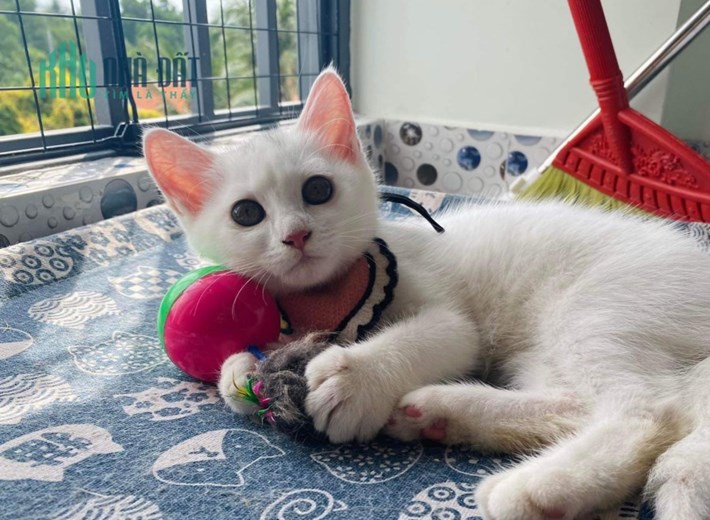 Cần bán 3 chú mèo xinh xắn tại TPHCM