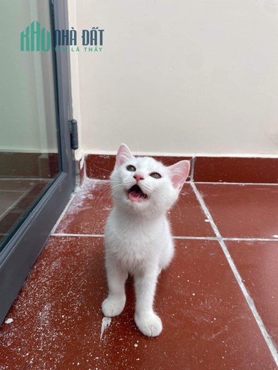 Cần bán 3 chú mèo xinh xắn tại TPHCM