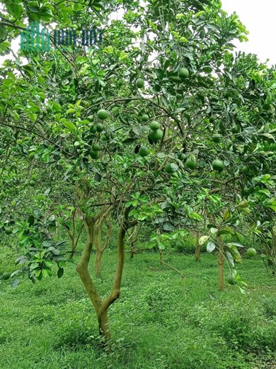 Chính chủ cần bán nhanh đất trang trại 150m, mặt đường 52m khu đô thị đại học