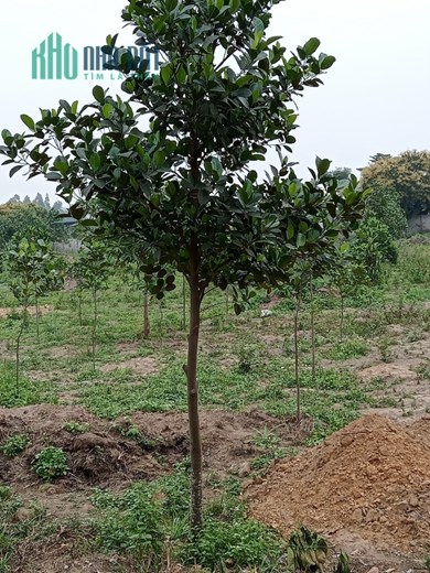 Chính chủ cần bán nhanh đất trang trại 150m, mặt đường 52m khu đô thị đại học