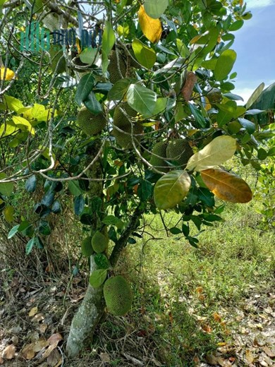 CHÍNH CHỦ bán 3 nền thổ cư mặt tiền bờ sông Mỹ Thọ, huyện Cao Lãnh