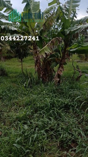 Sở Hữu Ngay Lô Đất Vị Trí Đẹp Tại Châu Thành , Trà Vinh - Giá Cực Rẻ