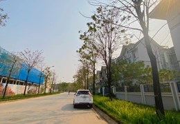 💥 Biệt thự VIP K6 Khu đô thị Ciputra, Phú Thượng, Tây Hồ, 440m2 3T MT 43m, Chỉ 131.5 Tỷ 💥