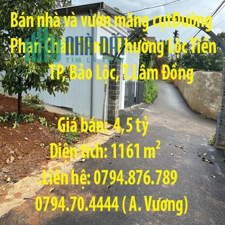 Bán nhà và vườn măng cụtĐường Phan Châu Trinh, Phường Lộc Tiến, Bảo Lộc, Lâm Đồng