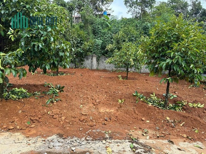 Bán nhà và vườn măng cụtĐường Phan Châu Trinh, Phường Lộc Tiến, Bảo Lộc, Lâm Đồng