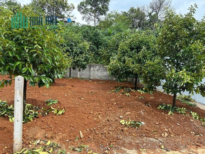 Bán nhà và vườn măng cụtĐường Phan Châu Trinh, Phường Lộc Tiến, Bảo Lộc, Lâm Đồng