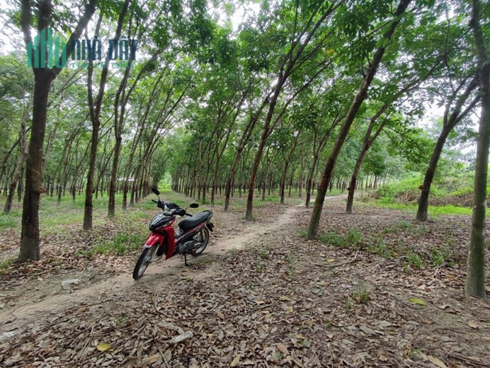 CHÍNH CHỦ BÁN ĐẤT CAO SU TẠI KHU PHỐ NINH NGHĨA, NINH THẠNH, TP. TÂY NINH