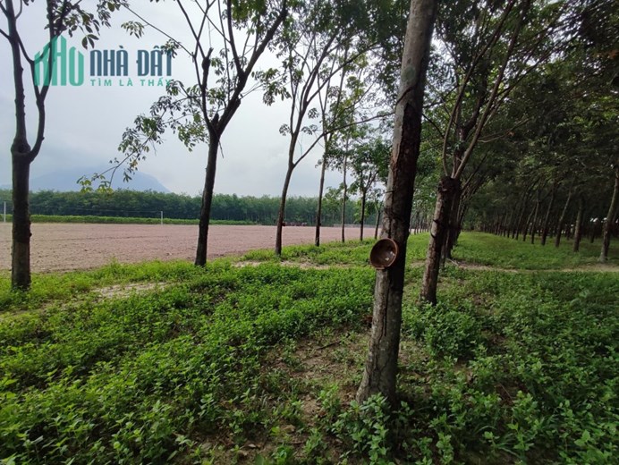 CHÍNH CHỦ BÁN ĐẤT CAO SU TẠI KHU PHỐ NINH NGHĨA, NINH THẠNH, TP. TÂY NINH