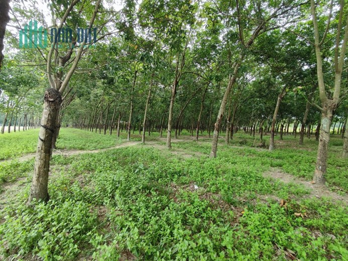 CHÍNH CHỦ BÁN ĐẤT CAO SU TẠI KHU PHỐ NINH NGHĨA, NINH THẠNH, TP. TÂY NINH