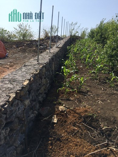 Mảnh đất 2,2 ha vị trí đẹp nhất bản người Mông nguyên thuỷ ở Mộc Châu