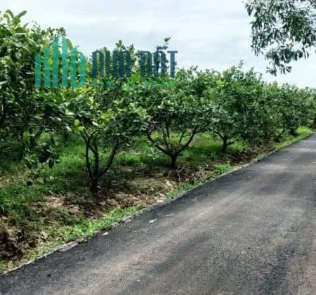 Cần bán gấp 2 mảnh đất vườn trái cây , diện tích 2000m2 tại thị xã Chơn Thành và Hớn Quản giá chỉ