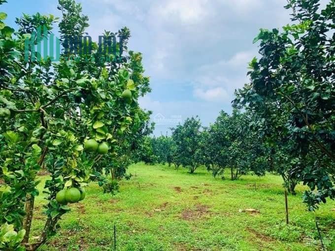 Cần bán gấp 2 mảnh đất vườn trái cây , diện tích 2000m2 tại thị xã Chơn Thành và Hớn Quản giá chỉ