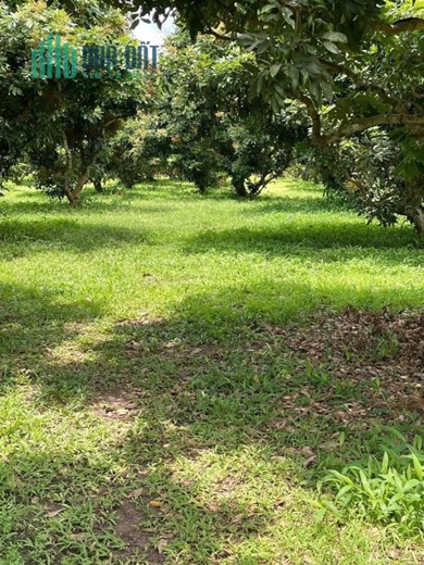 Cần bán gấp 2 mảnh đất vườn trái cây , diện tích 2000m2 tại thị xã Chơn Thành và Hớn Quản giá chỉ