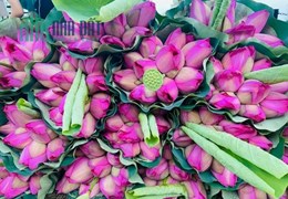 Lời ngay khi mua biêt thự ven sông sen Tào khê Centa City cực chill