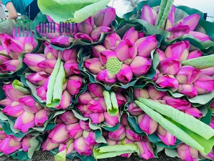 Lời ngay khi mua biêt thự ven sông sen Tào khê Centa City cực chill