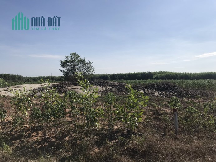 Bán Vườn Thanh Long 6,2 sào giá 1.05 tỷ