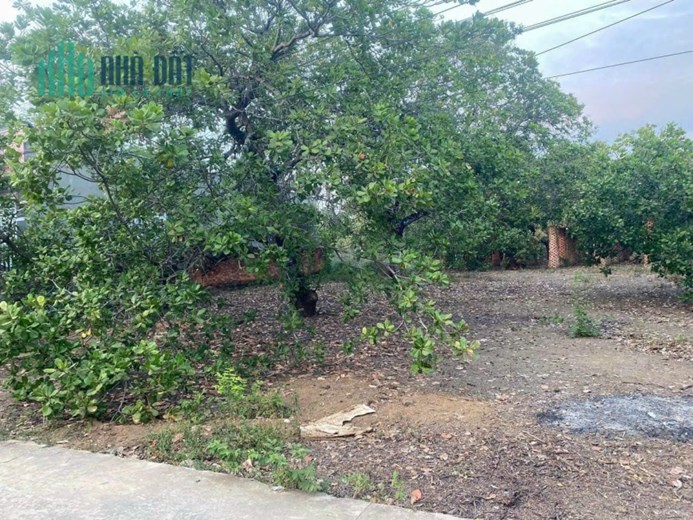 Bán gấp lô đất 742m2 có 100m2 thổ cư Trung tâm đồng phú bình phước