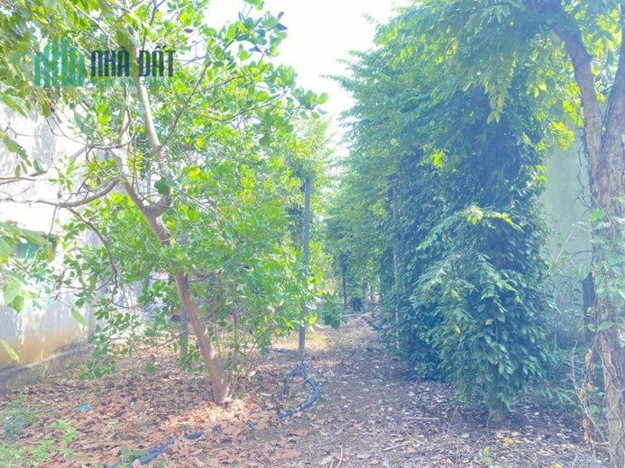 Bán gấp lô đất 742m2 có 100m2 thổ cư Trung tâm đồng phú bình phước