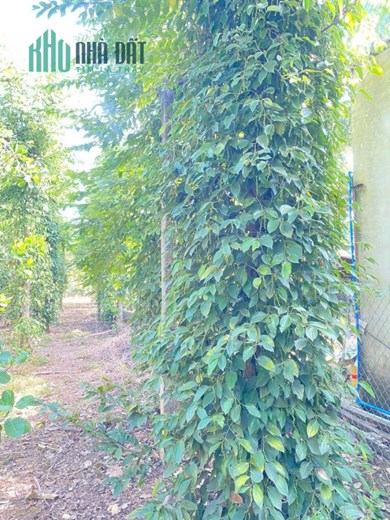 Bán gấp lô đất 742m2 có 100m2 thổ cư Trung tâm đồng phú bình phước