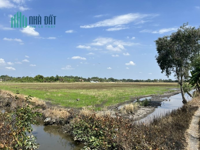 CHÍNH CHỦ BÁN ĐẤT TRỒNG LÚA XÃ BÌNH AN, THỦ THỪA, LONG AN - GIÁ RẺ
