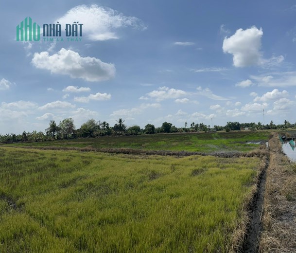 CHÍNH CHỦ BÁN ĐẤT TRỒNG LÚA XÃ BÌNH AN, THỦ THỪA, LONG AN - GIÁ RẺ