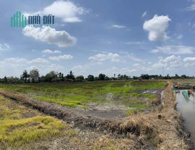 CHÍNH CHỦ BÁN ĐẤT TRỒNG LÚA XÃ BÌNH AN, THỦ THỪA, LONG AN - GIÁ RẺ