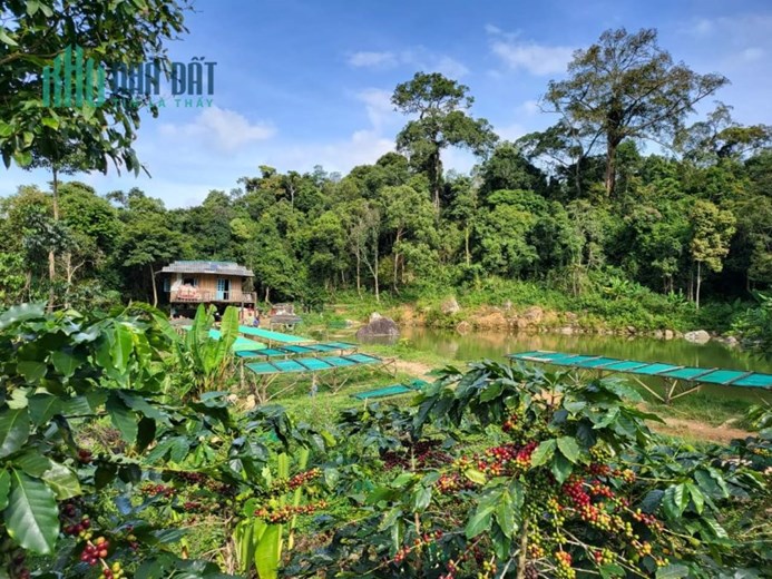 Đất sào sổ hồng riêng Đồng Nai - Đầu tư an toàn và bảo đảm cho tương lai, chỉ với 233 triệu/sào