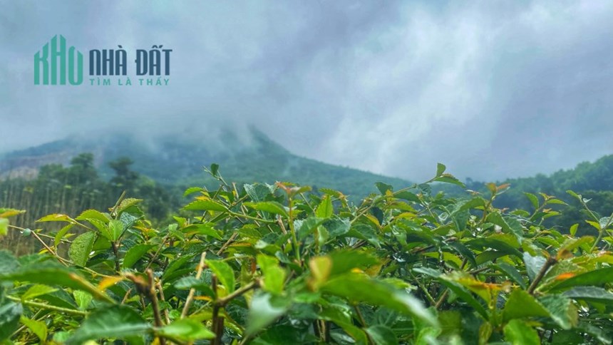 Đất sào sổ hồng riêng Đồng Nai - Đầu tư an toàn và bảo đảm cho tương lai, chỉ với 233 triệu/sào