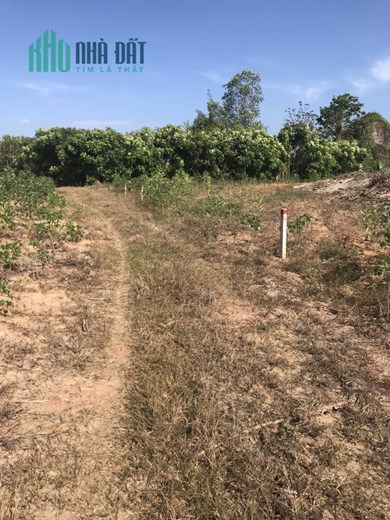 Đất sào sổ hồng riêng Đồng Nai - Đầu tư an toàn và bảo đảm cho tương lai, chỉ với 233 triệu/sào
