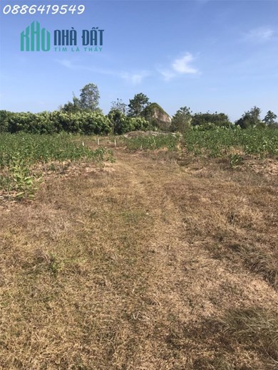 Cần bán miếng đất sào, giá siêu siêu rẻ, kiếm đâu ra được miếng như này thứ hai
