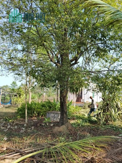 SỞ HỮU NGAY Lô Đất Đẹp Xã Ea Đar Huyện Ea Kar Đăk Lăk