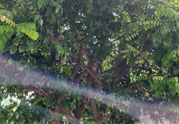 Chính chủ cho thuê nhà nguyên căn C4 tại 11 Trung hoà 2 , phường Hoà quí , Quận Ngũ Hành Sơn - Ngũ