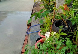 CHÍNH CHỦ CẦN CHO THUÊ ĐẤT THỔ CƯ Ở ẤP 5 XÃ LONG PHƯỚC - LONG THÀNH- ĐỒNG NAI.