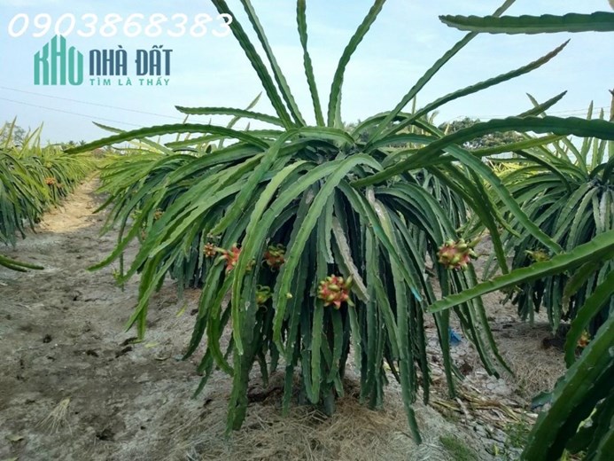 BÁN ĐẤT TRỒNG THANH LONG CHỢ GẠO TIỀN GIANG 10.000M 6,99 TỶ