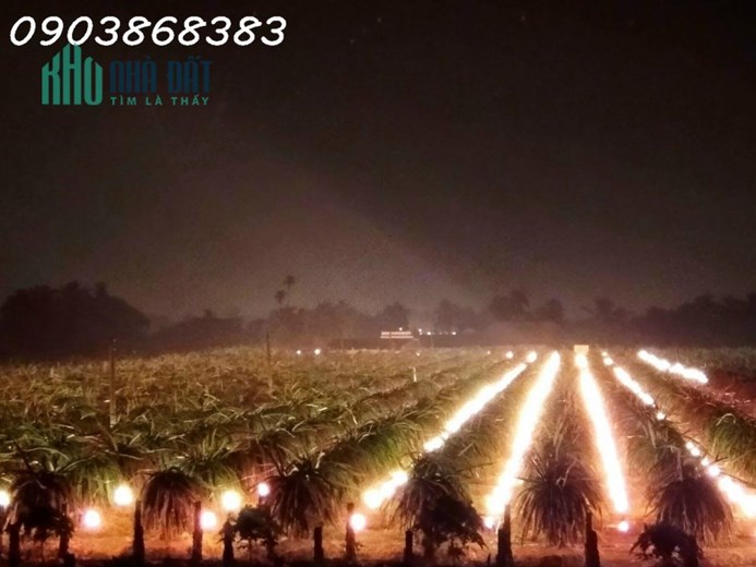 BÁN ĐẤT TRỒNG THANH LONG CHỢ GẠO TIỀN GIANG 10.000M 6,99 TỶ