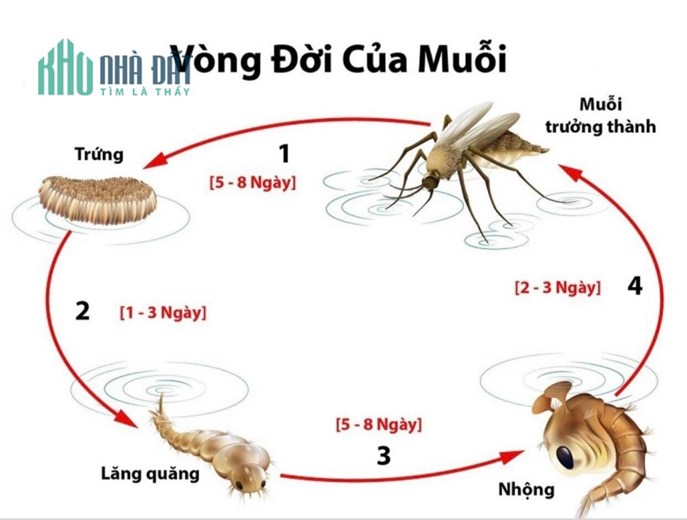 TRUNG TÂM PHÒNG CHỐNG CÔN TRÙNG Khu vực PleiKu – Gia Lai